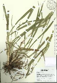 Paspalum urvillei image