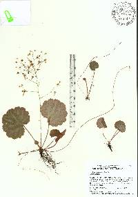 Saxifraga stolonifera image