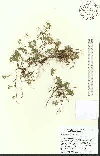 Desmodium triflorum image