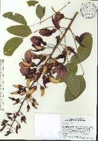 Erythrina crista-galli image