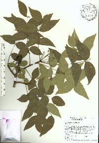 Zanthoxylum clava-herculis image