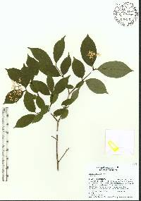 Cornus asperifolia image