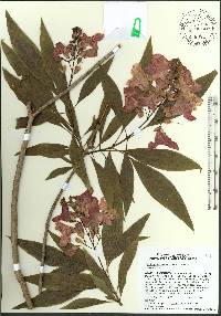 Chitalpa tashkentensis image