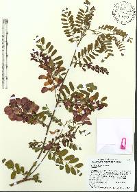 Sesbania punicea image