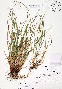 Carex calcifugens image