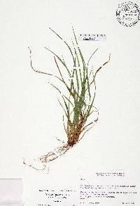 Carex calcifugens image