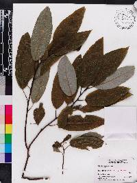 Salix floridana image