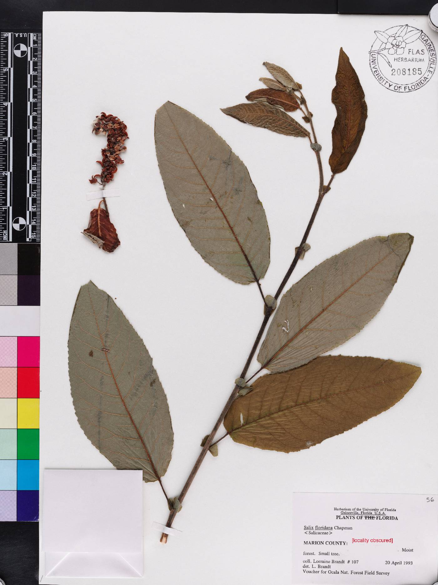 Salix floridana image