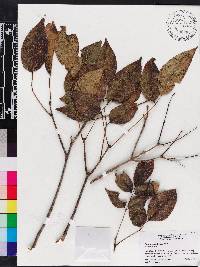 Fraxinus pauciflora image