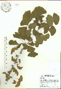 Ginkgo biloba image