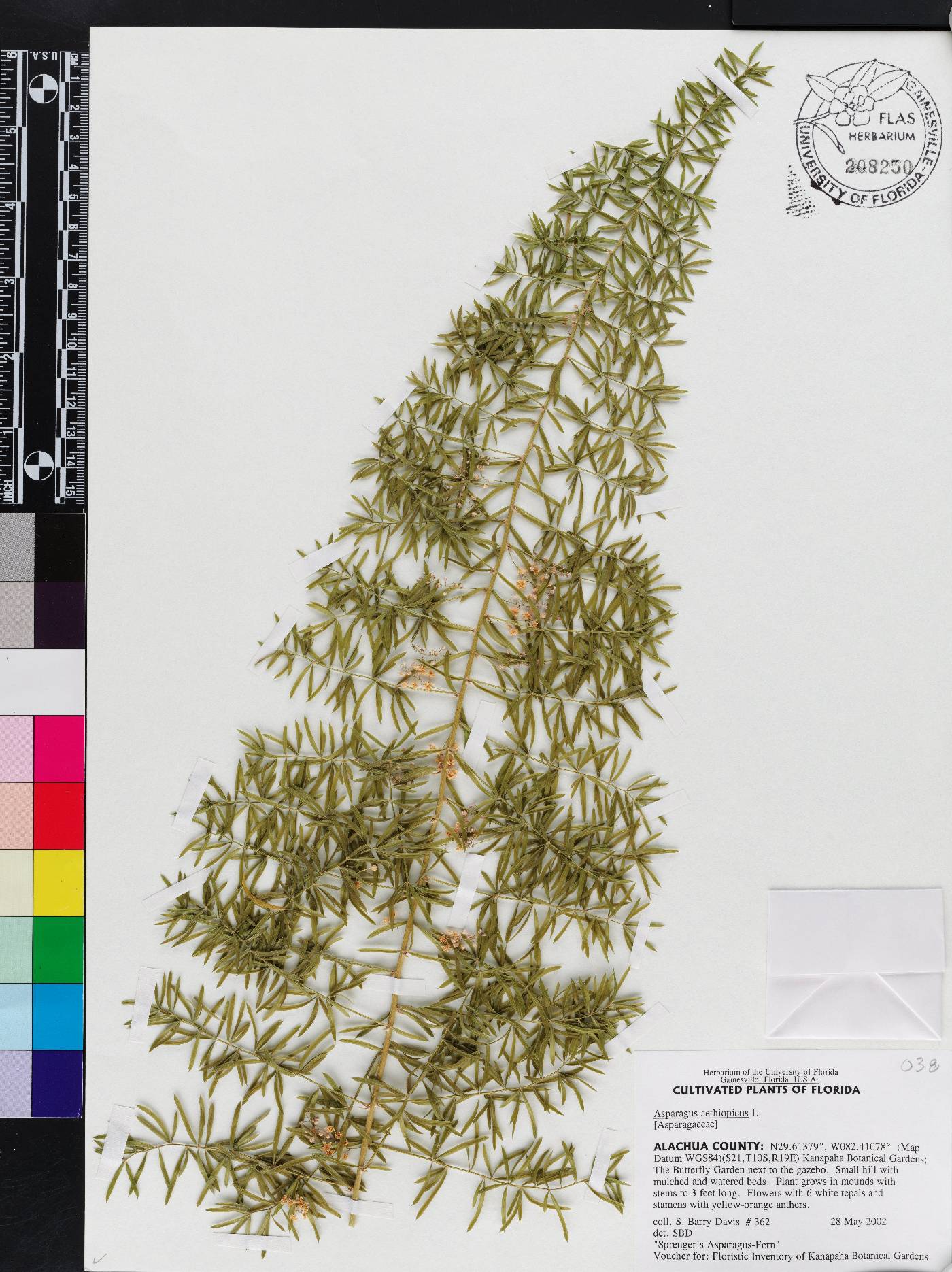 Asparagus aethiopicus image