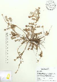 Portulaca pilosa image