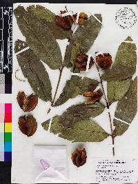 Terminalia arjuna image