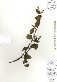 Alnus rubra image