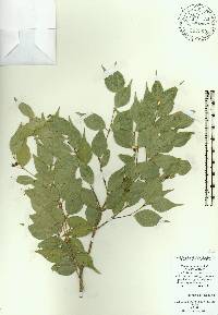 Eugenia confusa image