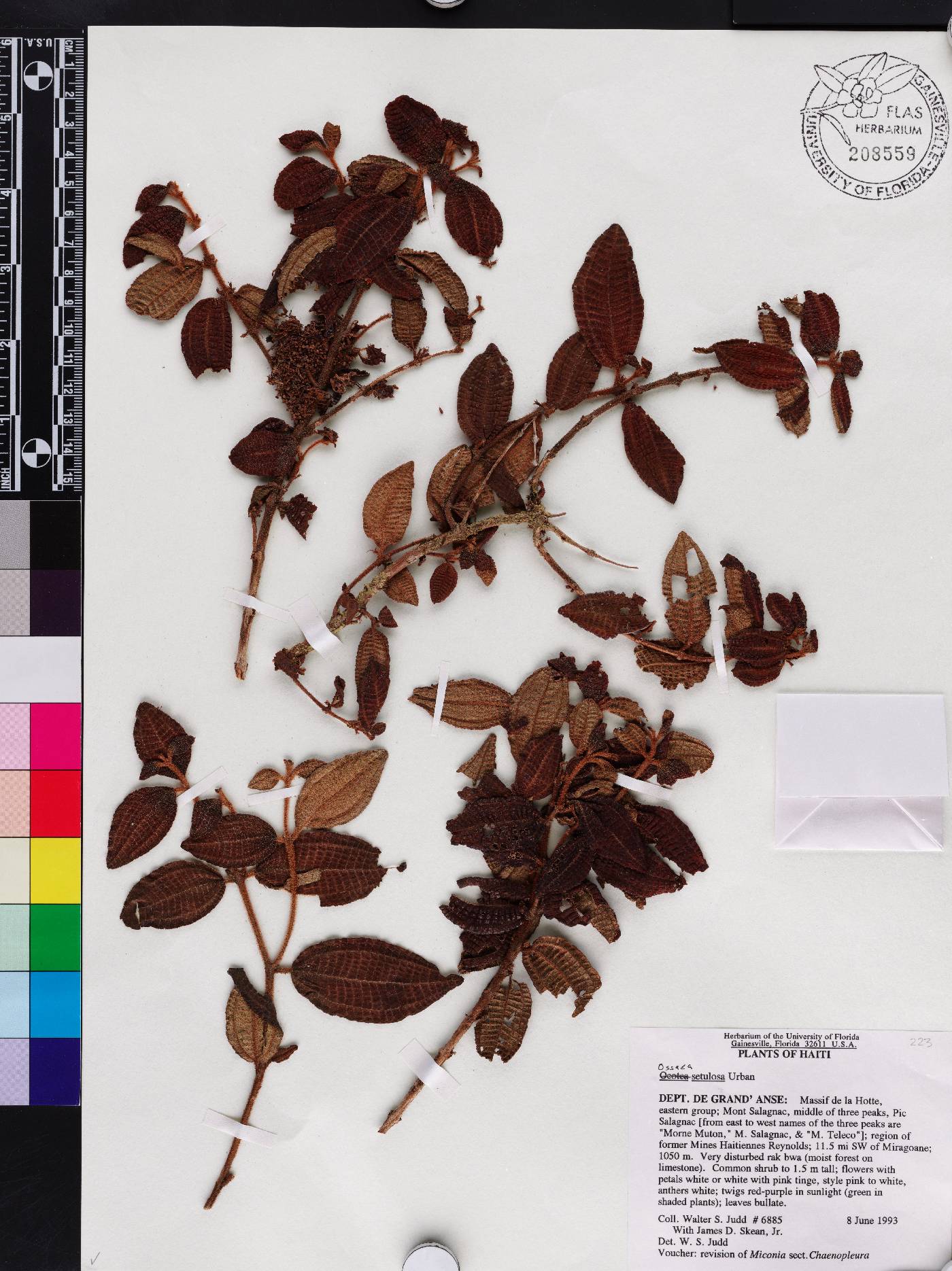 Miconia rubrisetulosa image