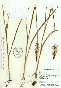 Platanthera nivea image