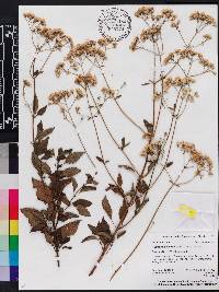 Ageratina jucunda image