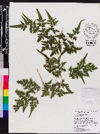 Lygodium japonicum image