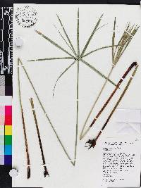 Cyperus involucratus image