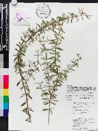 Image of Conradina cygniflora