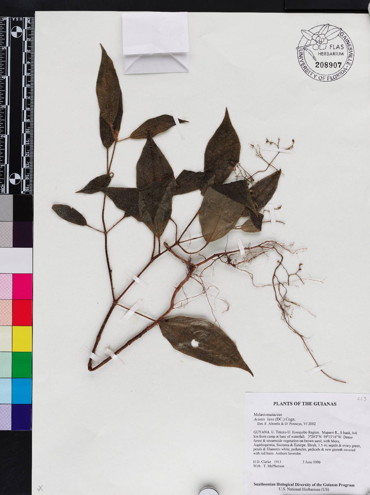 Aciotis indecora image
