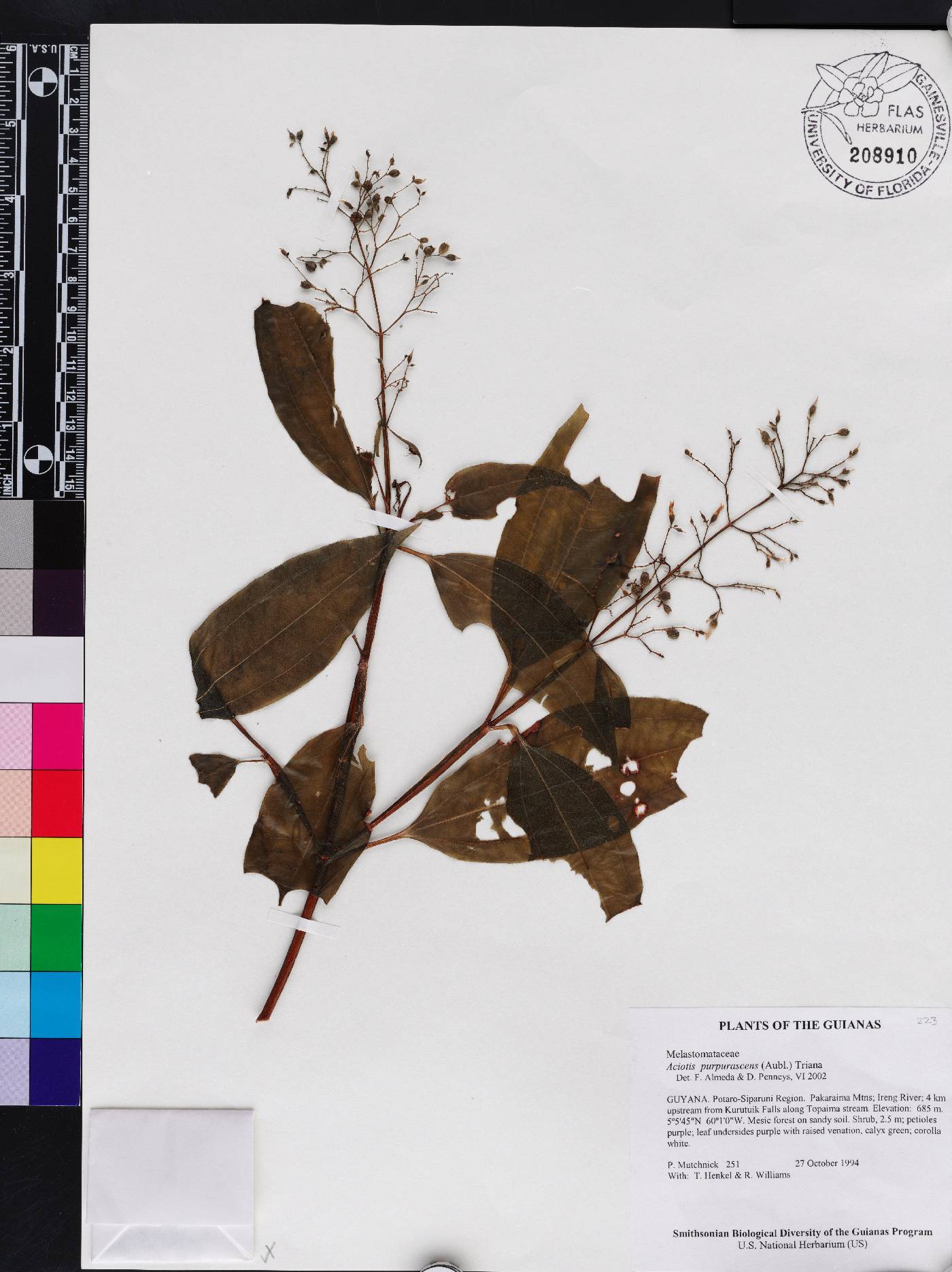 Aciotis purpurascens image