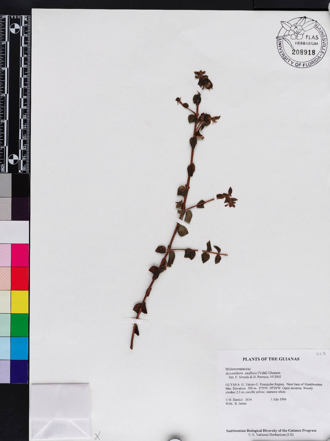 Acisanthera uniflora image