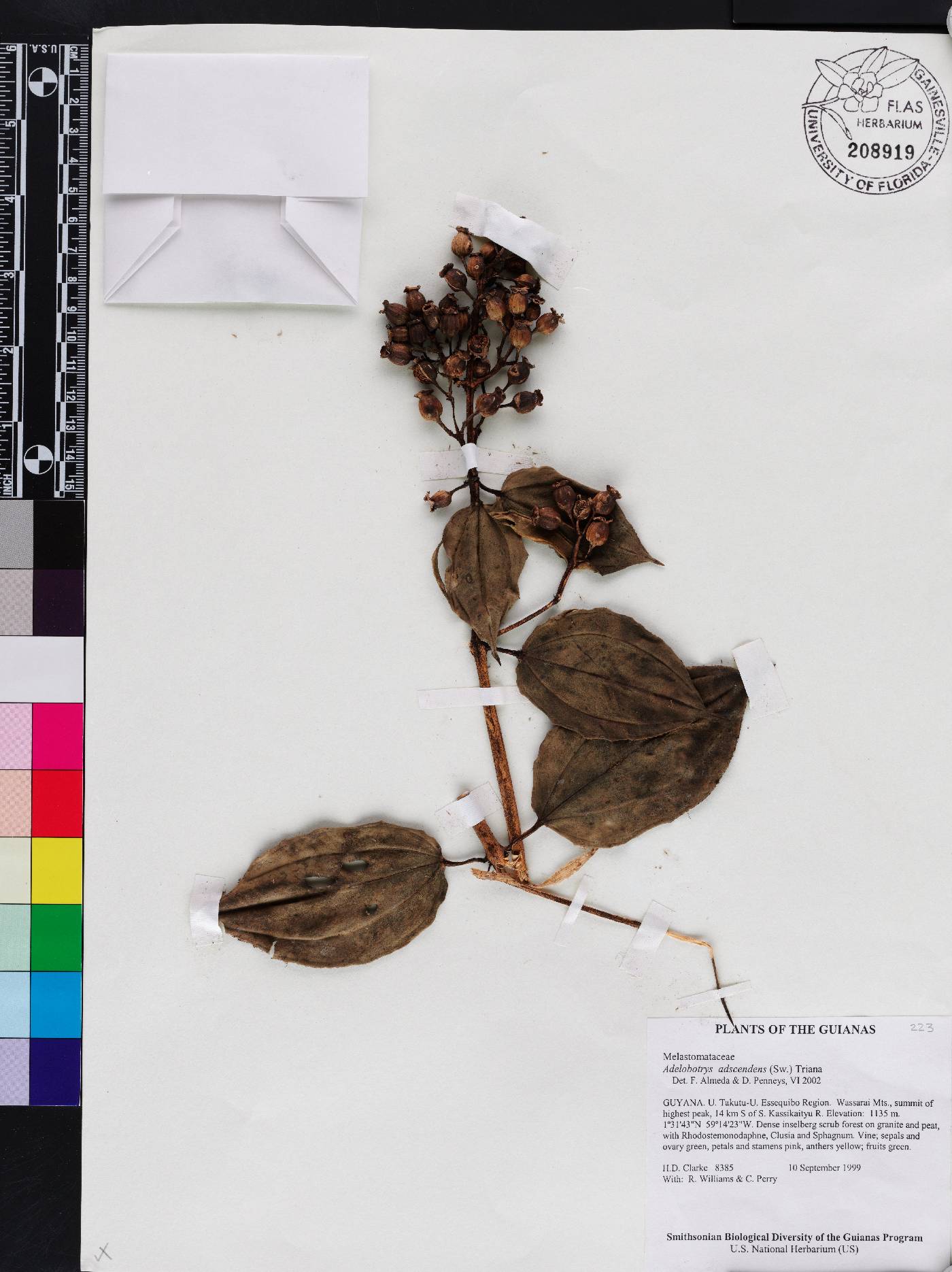 Adelobotrys adscendens image