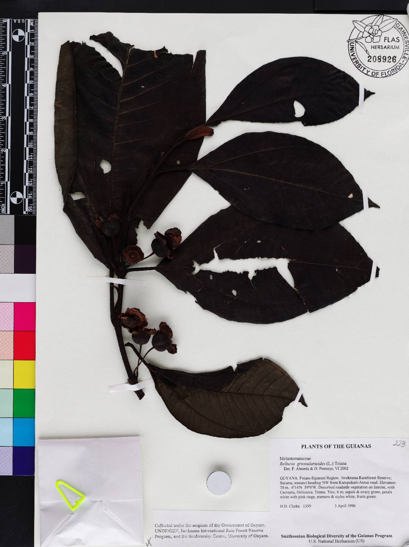 Bellucia grossularioides image