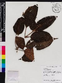 Miconia conglomerata image