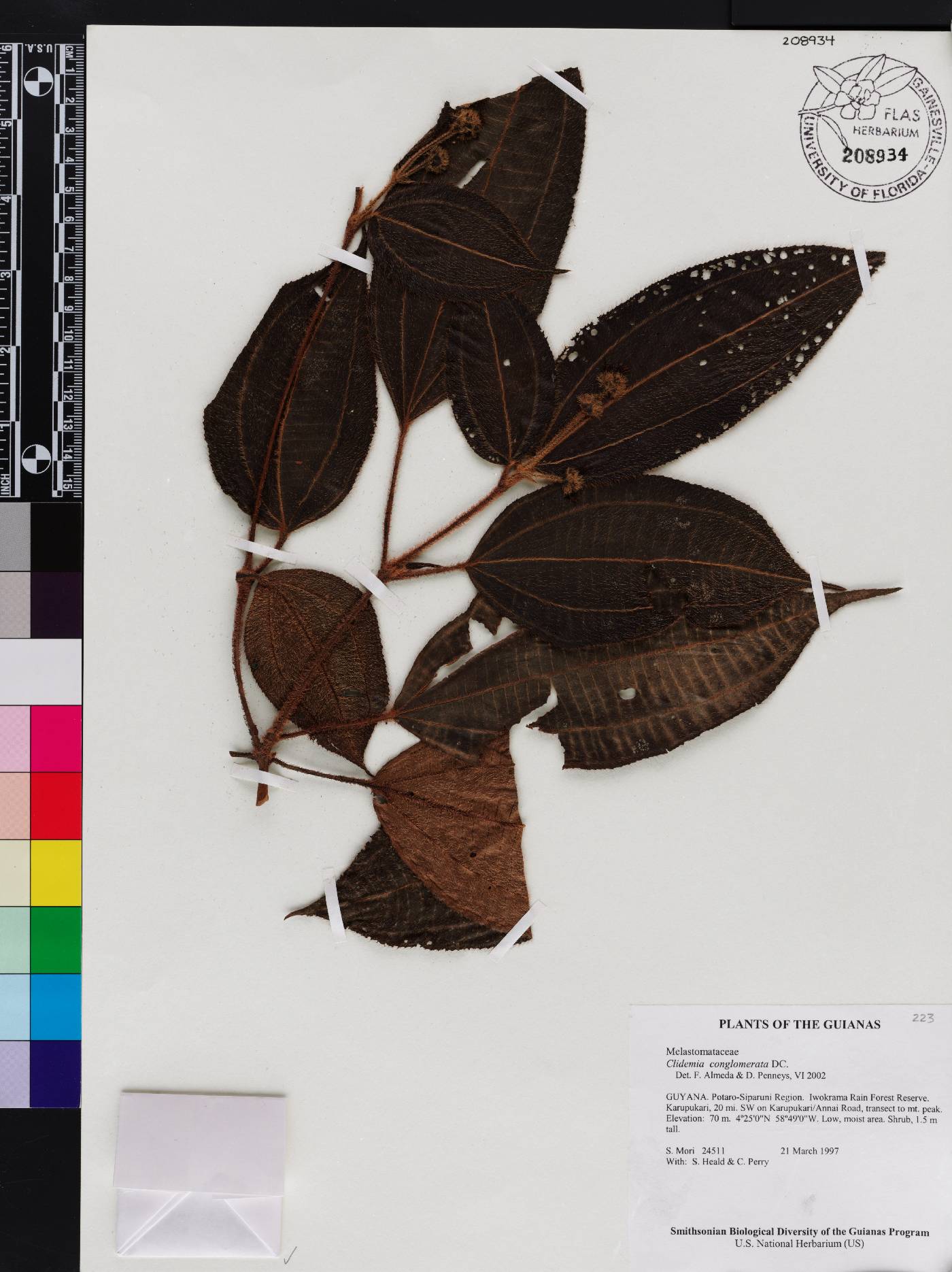 Miconia conglomerata image