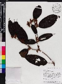 Miconia dentata image