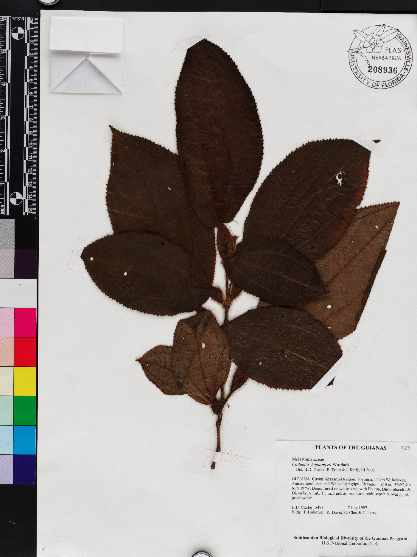 Miconia heptamera image