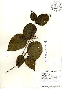 Miconia crenata image