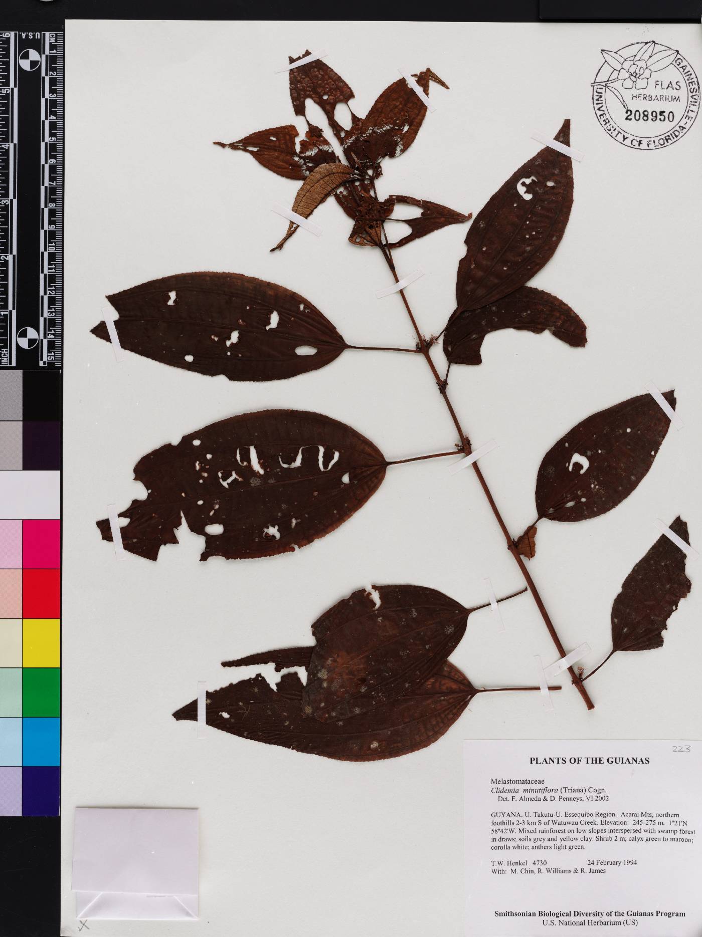 Miconia minutiflora image