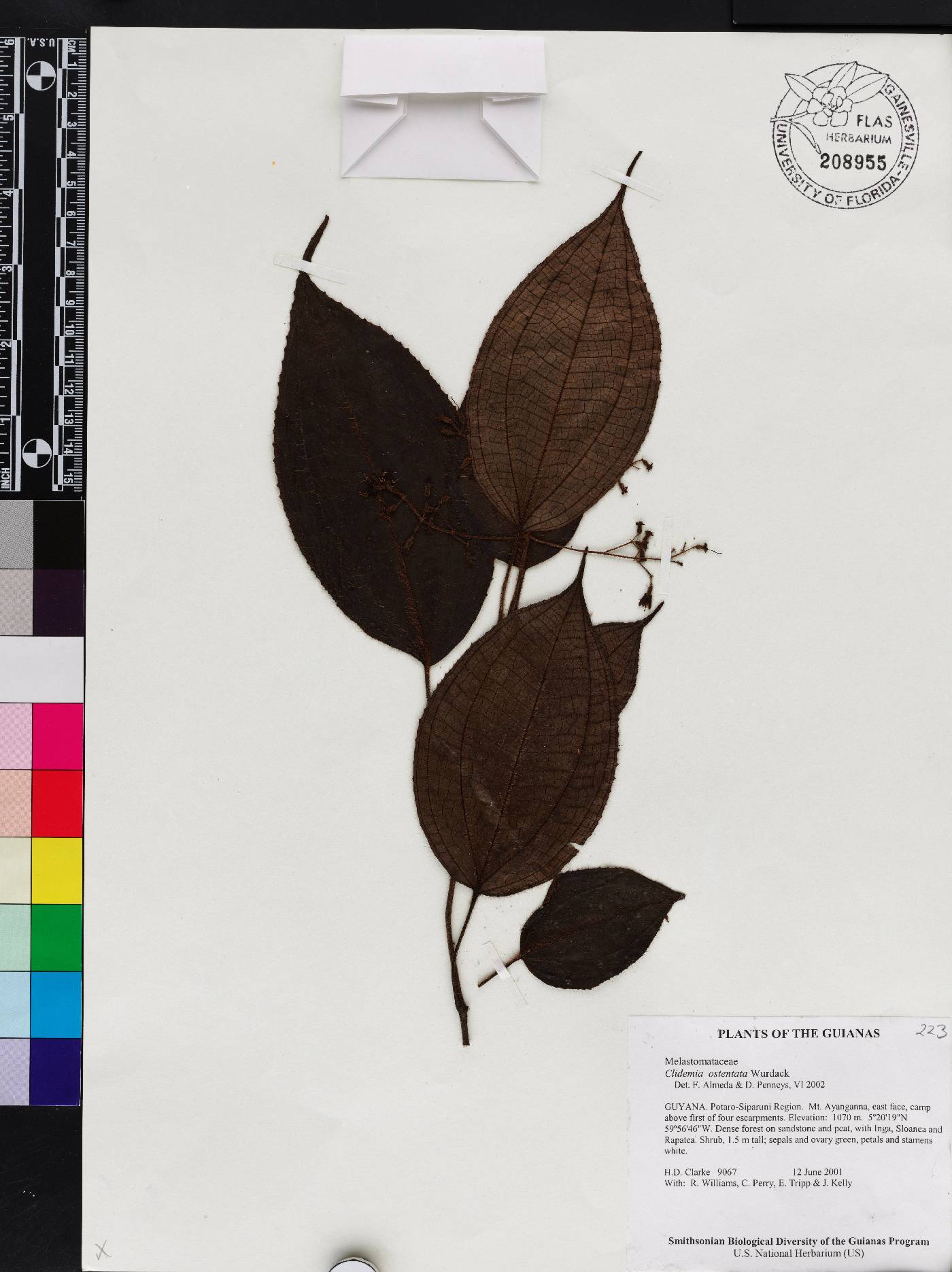 Miconia ostentata image