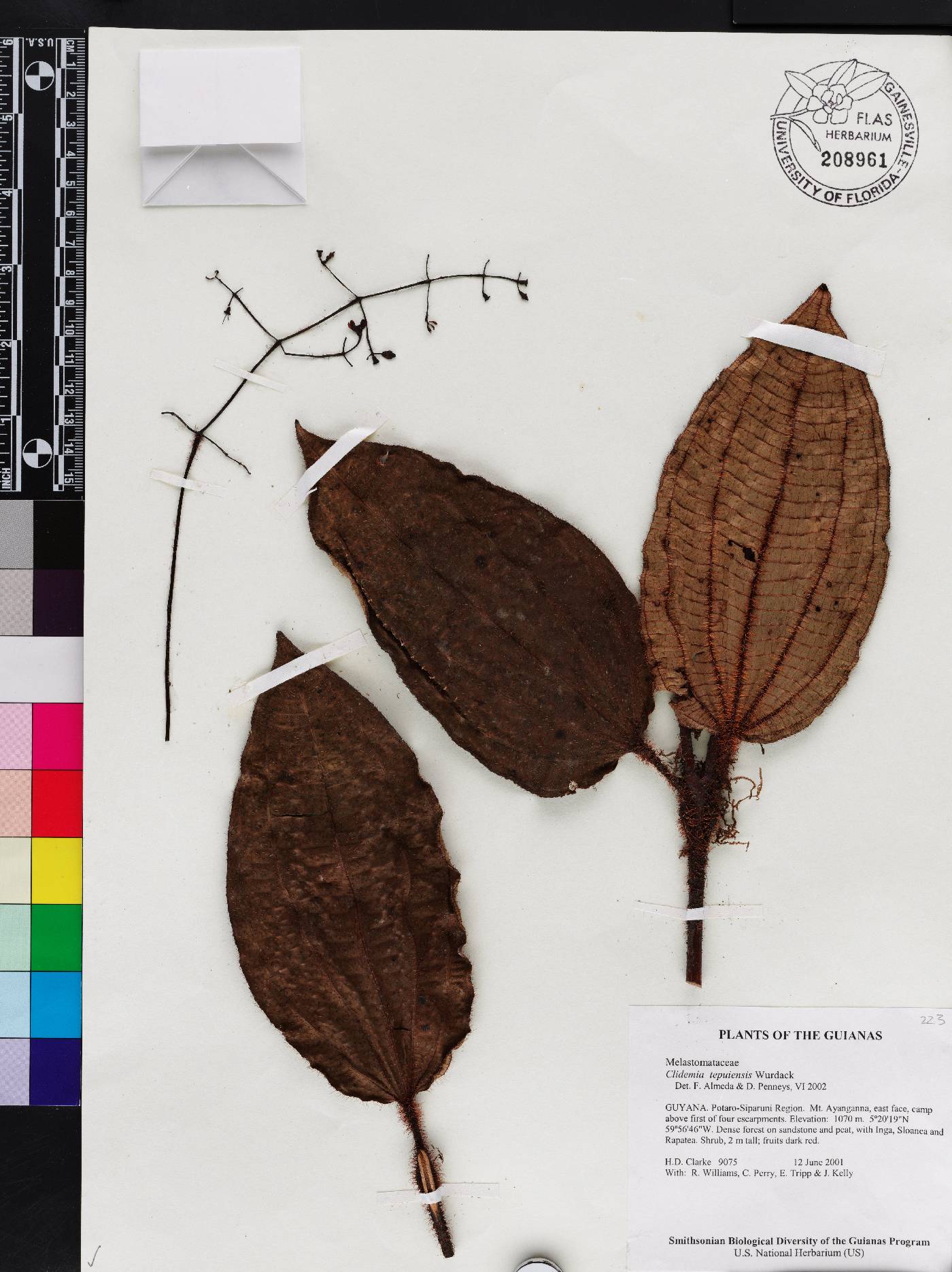 Miconia nebulensis image