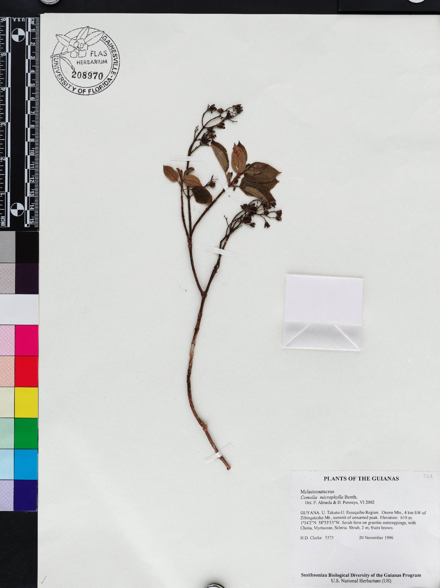 Appendicularia pullei image