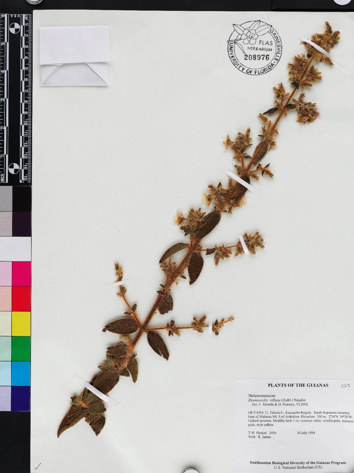 Desmoscelis image