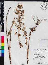 Desmoscelis villosa image