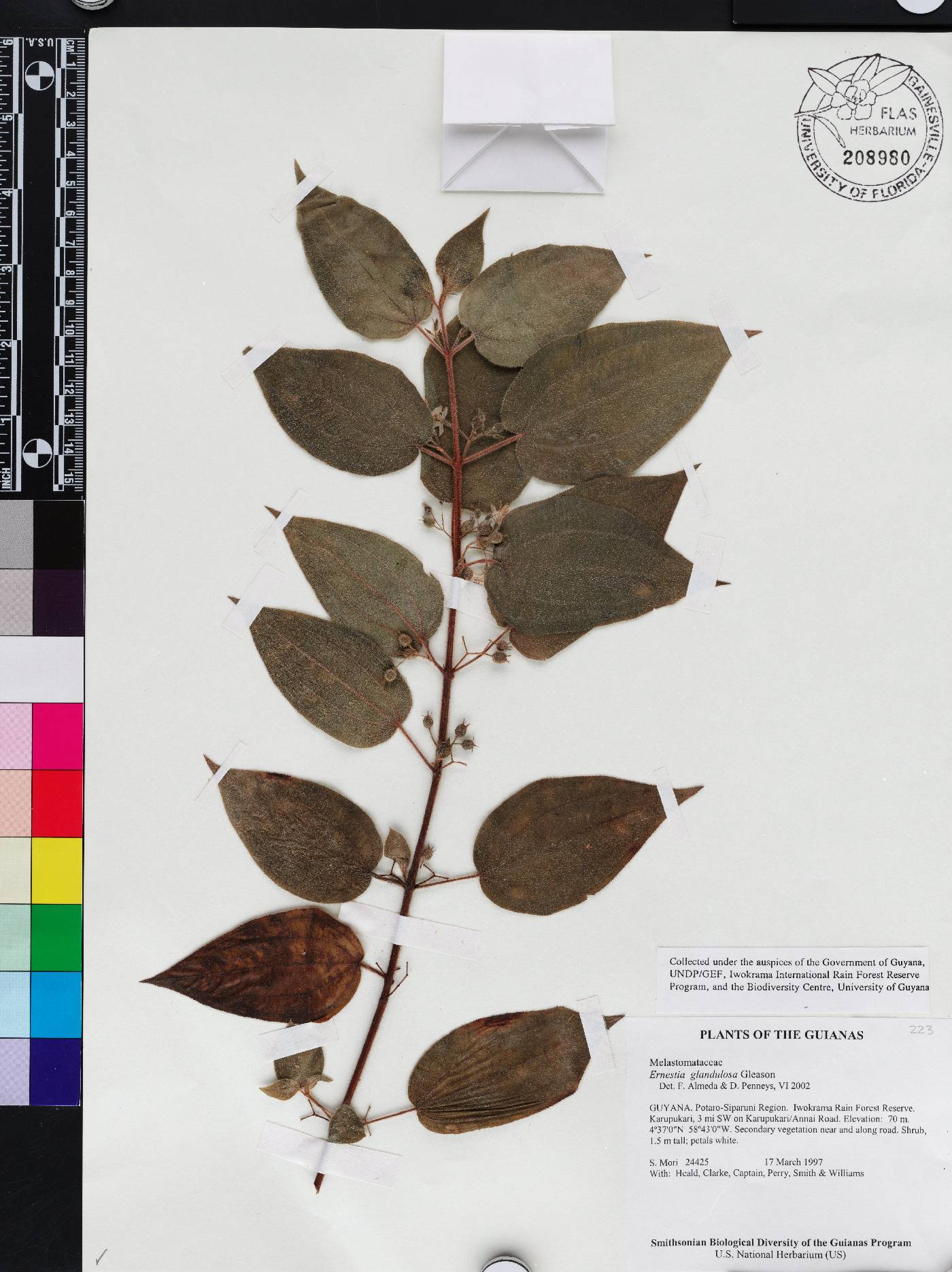 Pseudoernestia glandulosa image
