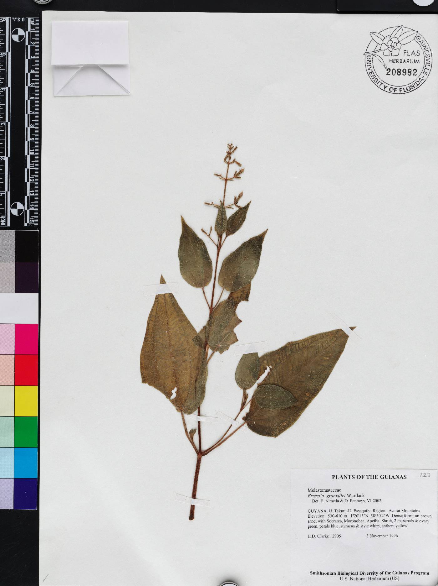 Ernestia granvillei image