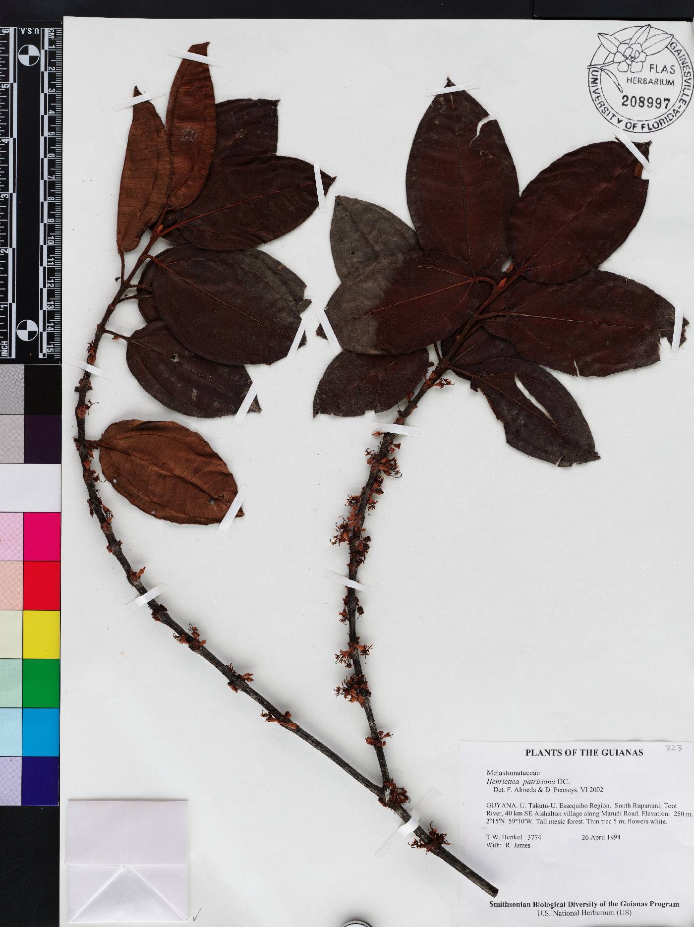 Henriettea patrisiana image