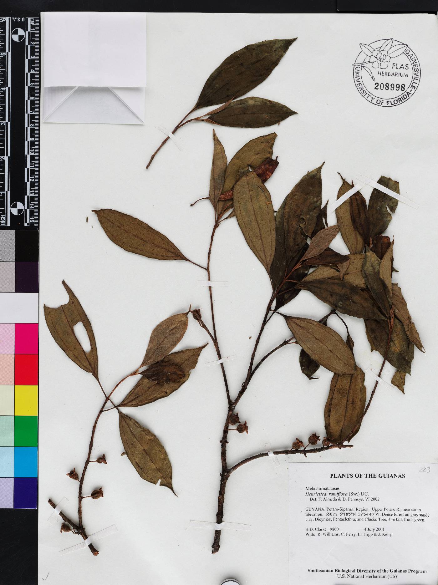 Henriettea ramiflora image