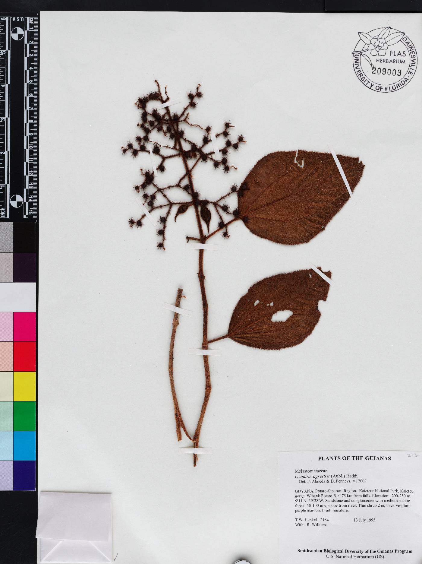 Miconia agrestis image