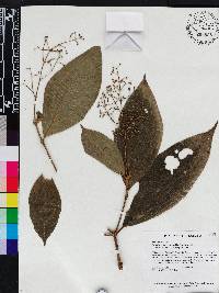 Miconia stenopetala image