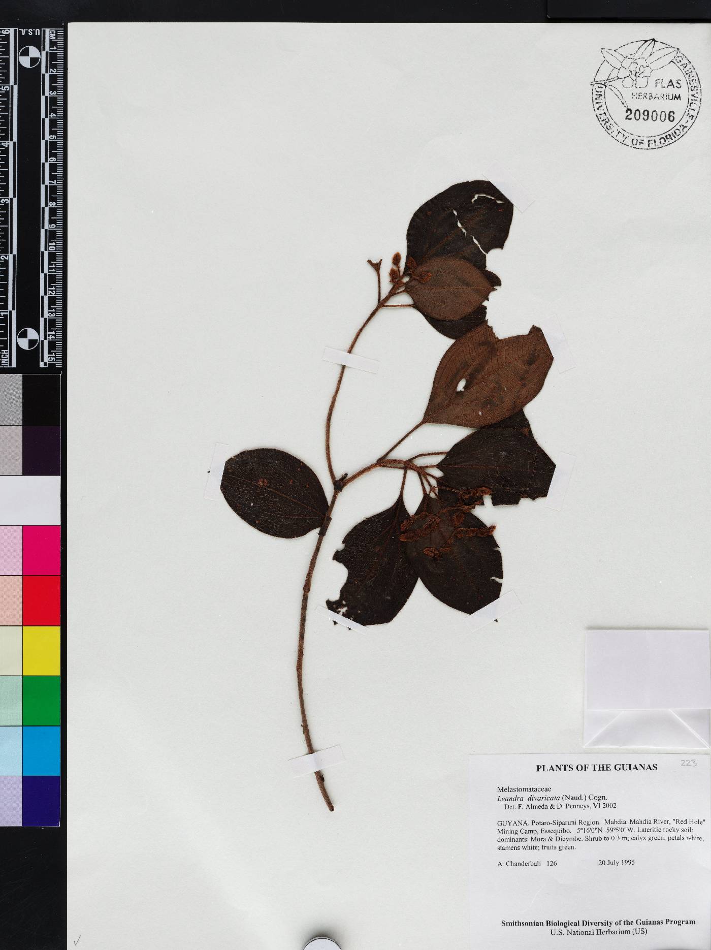 Miconia secundivaricata image
