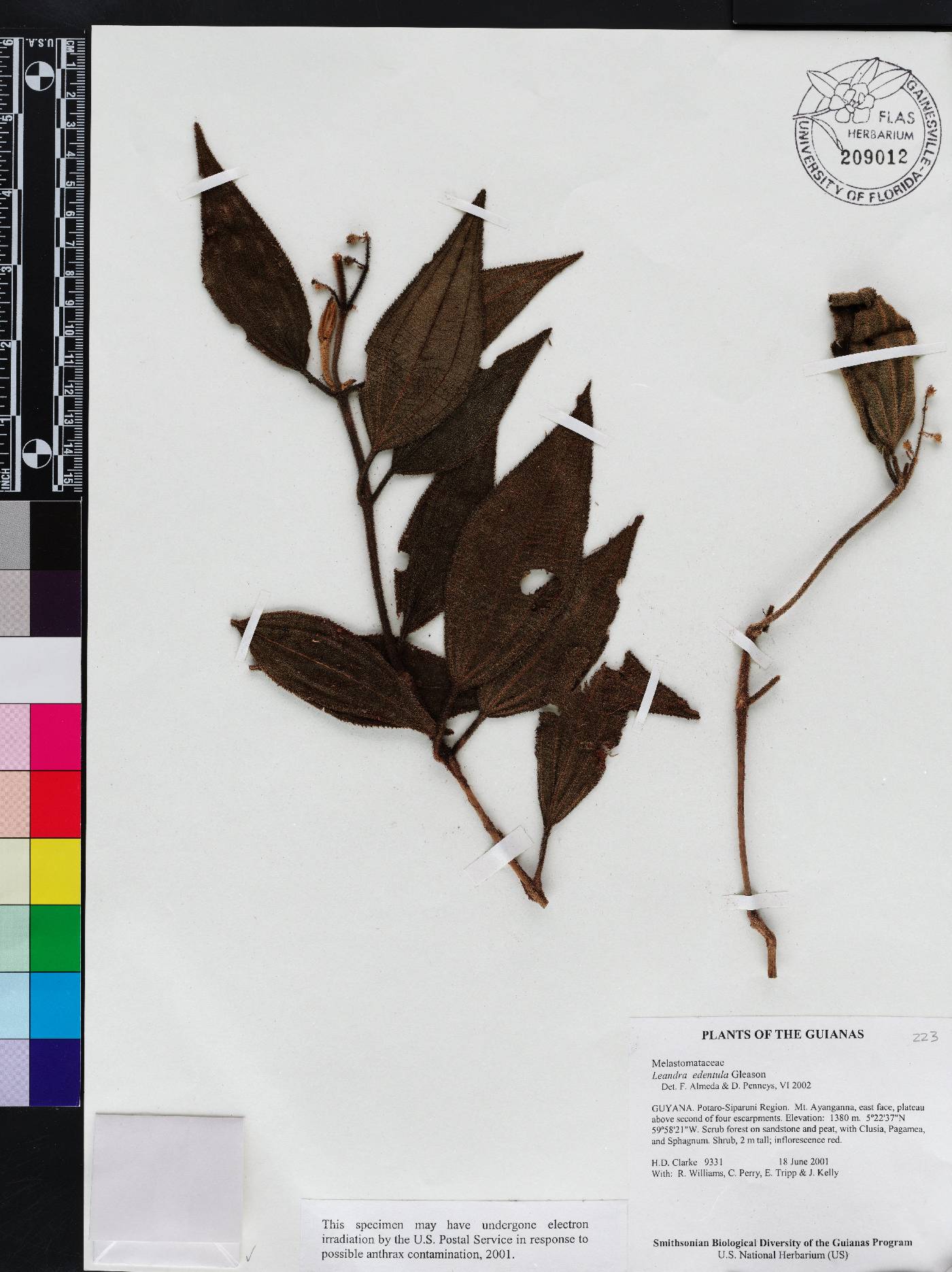 Miconia edentula image