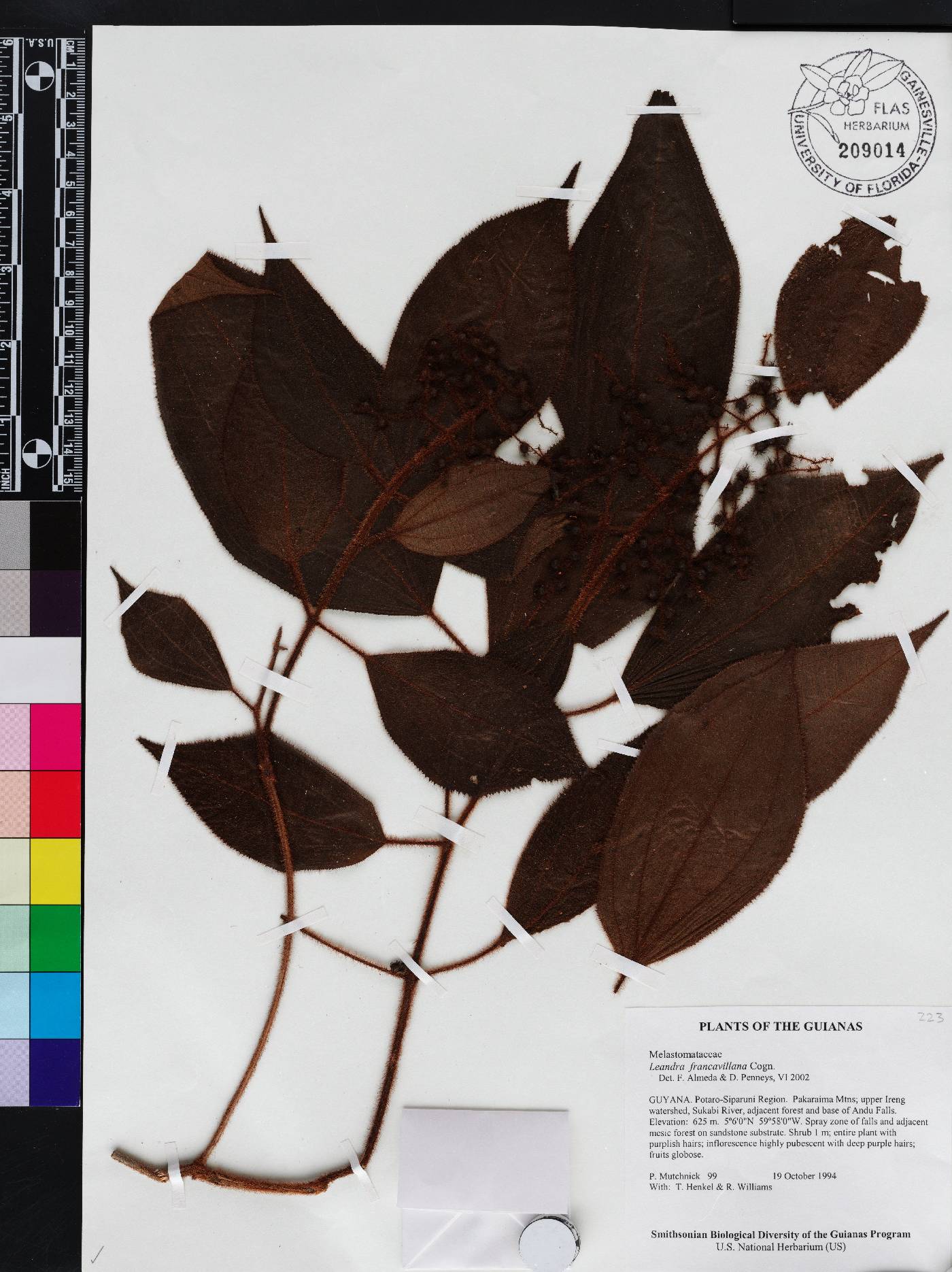 Miconia secunfrancavillana image